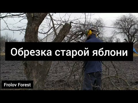 Видео: Обрезка старой яблони весной (зимой) 🍎🍏