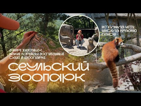 Видео: СЕУЛЬСКИЙ ЗООПАРК: слоны, жирафы, львы и мы