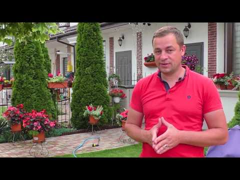 Видео: Почему сохнет клен, Антракноз листьев клена болезни деревьев.