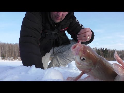 Видео: Язи кабаны давят кивки ! Рыбалка в низовьях Чулыма ! Часть 1