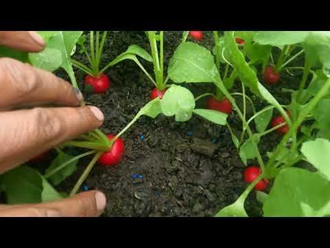 Видео: редиска на стеллажах