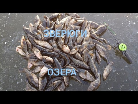 Видео: ШОК!ОНИ ГНУЛИ УДОЧКИ!ЗВЕРЮГИ ОЗВЕРЕЛИ!ПЕРВЫЙ ЛЕД 2025! 🔥🔥🔥БЕРЕГИТЕ СЕБЯ! ☝️