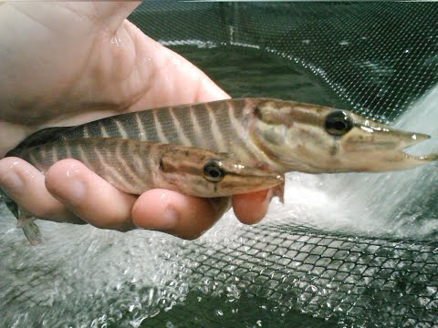 Видео: Выращивание щуки в УЗВ / We will teach you how to grow pike in the RAS