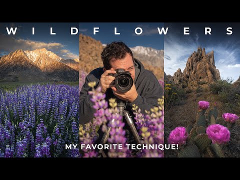 Видео: Как сделать чёткие снимки цветов в ветреную погоду | Советы и приёмы по пейзажной фотографии