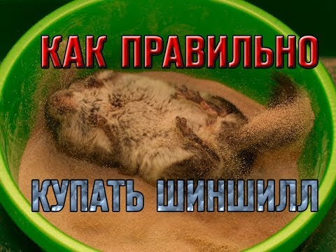 Видео: Купание шиншилл. Правила и ошибки