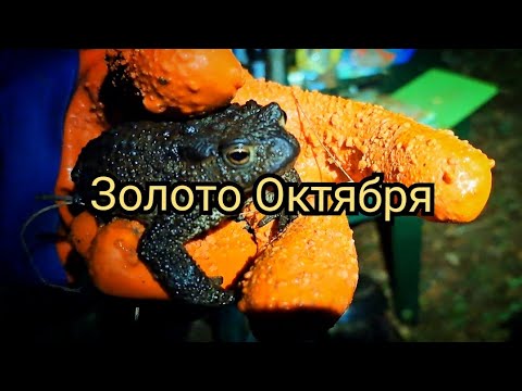 Видео: Золото Октября