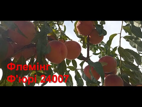 Видео: Флемінг Ф'юрі PF-24007