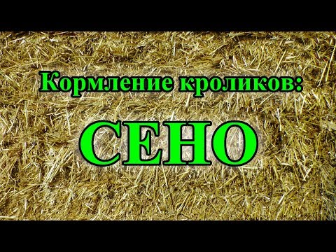 Видео: Кормление кроликов: СЕНО