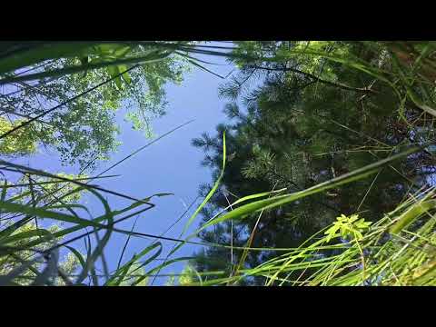 Видео: Летний лес неподалеку от деревни. Пение птиц. DJI Osmo Action 5 Pro. Tascam X8 field recording.