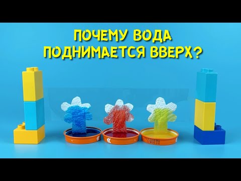 Видео: Капиллярный эффект | Как растения пьют воду | Простой опыт