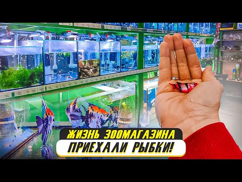 Видео: Жизнь зоомагазина - приехали аквариумные рыбки 2022!