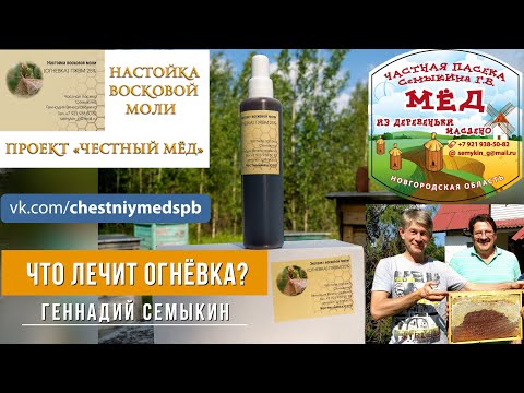 Видео: Что лечит огнёвка? Как заказать? Геннадий Семыкин.