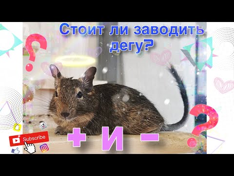 Видео: Стоит ли заводить дегу?Плюсы и минусы содержания