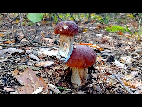 Видео: БЕЛЫЕ ГРИБЫ И НЕ ТОЛЬКО