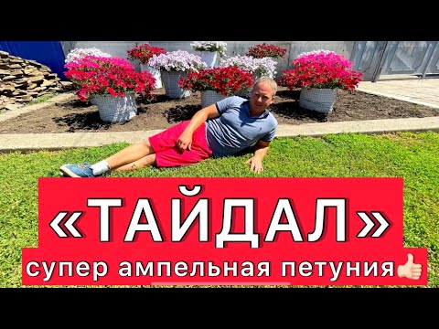 Видео: Тайдал - супер ампельная петуния : особенности ухода