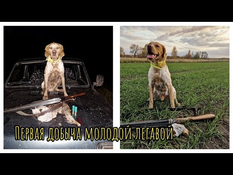 Видео: Октябрь 2025 Скиф