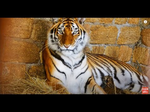 Видео: Это НЕ ВОЗМОЖНО сделать нигде больше ,мы заходим к тигрице и малышу Алтаю !