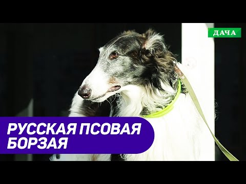 Видео: Собака Породы Русская псовая борзая. Собаки которые любят людей и охоту.