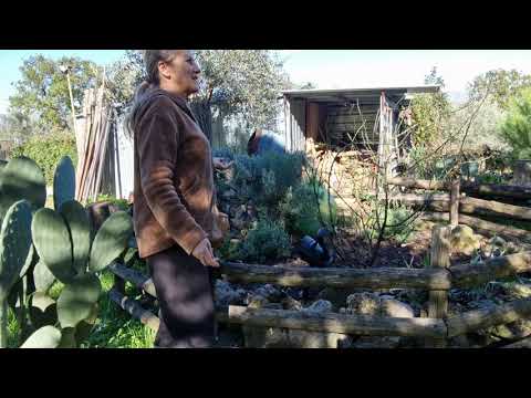 Видео: Осенний сад. Камелия. Розы .Гирлянды на  деревьях. 14.11.2025