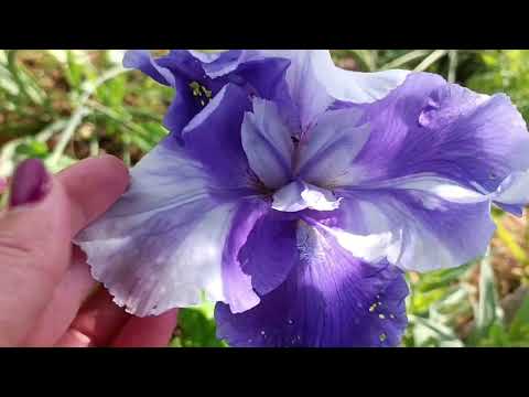 Видео: Прогулянка садом. Багаторічники в саду.