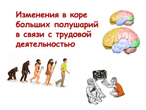 Видео: Изменения в коре больших полушарий в связи с трудовой деятельностью
