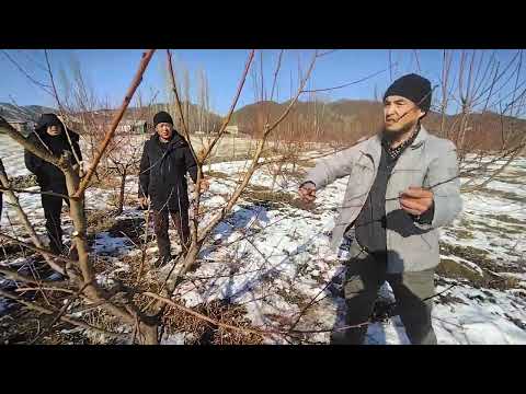 Видео: Шабдалы бутоо