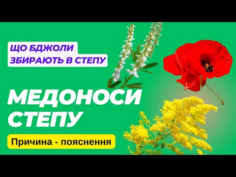 Видео: Медоноси степу! Прийшли у степ, а там для бджіл рай, літай і меду збирай!