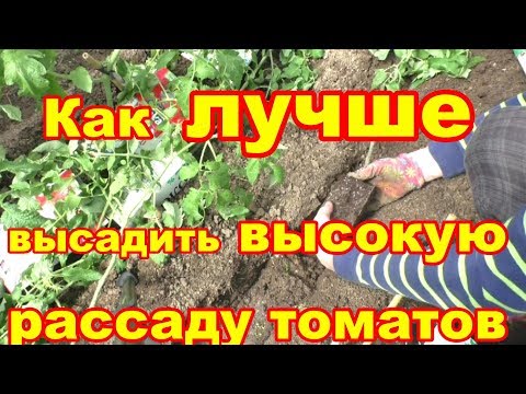 Видео: Рассада томатов  переросла,  посадите этим способом и ни кто не узнает про ваши ошибки!