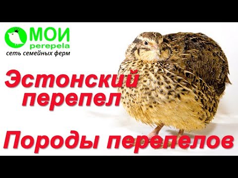 Видео: Породы перепелов. Перепела для начинающих. Эстонские перепела