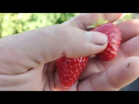 Видео: Дегустуєм сорти магнус, Лауретта, теа, елоді, лімалексія