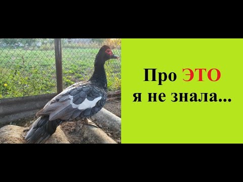Видео: Мускусные утки, индоутки, шипуны. Особенности поведения, расселение по семьям. Узнала новое для себя
