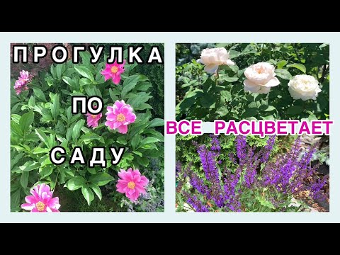 Видео: 🌸Сад начинает ⭐️ РАСЦВЕТАТЬ💃🏻 ПРОГУЛКА ПО САДУ🌹