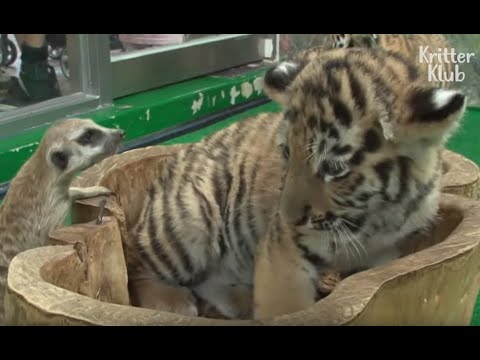 Видео: Сурикат плюет на тигренка? Может ли это быть реальным? (Часть 2) | Криттер Клуб