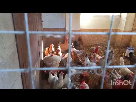 Видео: Мелкие неприятности с утра. Итоги дня.