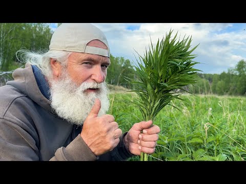 Видео: Забудь про таблетки! Иван-чай — аптека, которая растёт под ногам