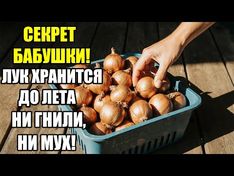 Видео: Один старинный секрет, о котором молчат дачники! Лук лежит до лета — без гнили и запаха!