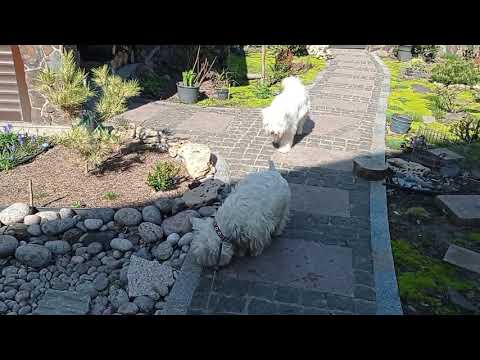 Видео: Сад моей соседки. Пошли гулять, а попали в гости.