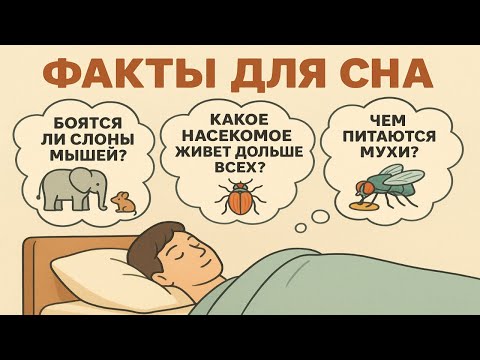 Видео: Факты, под которые засыпаешь быстрее: спокойный голос и удивительные знания