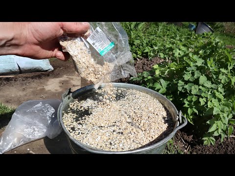 Видео: Удобрение в 1000 раз мощнее навоза. Видели бы вы картошку на нем! Как приготовить бокаши?