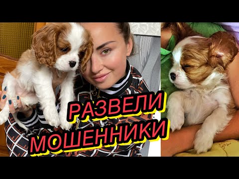 Видео: КОРОЧЕ, КУПИЛА СОБАКУ❤️