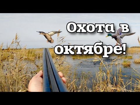 Видео: Утки садятся к ногам! Охота в октябре. Охота с двустволкой. #охота2025 #охотавсибири #охотанауток 