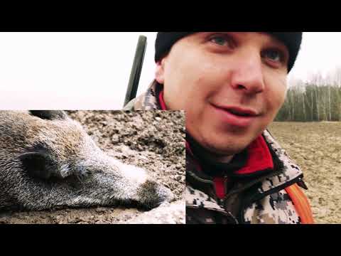 Видео: ОХОТА на Вепря . Закрытие Сезона.