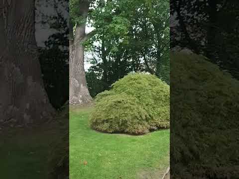 Видео: ПАУЗА В ЯПОНСКОМ САДУ#bus #driver 