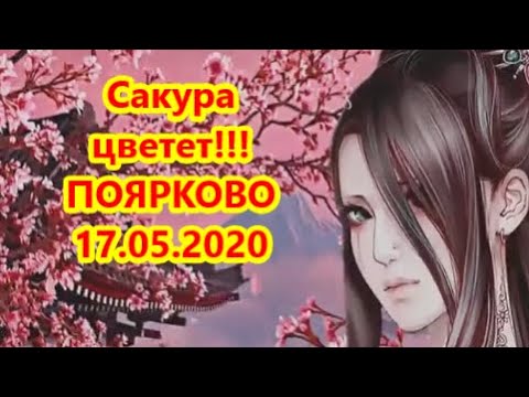 Видео: Красивая  японская песня!!!   Сакура цветет!!!
