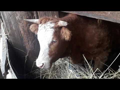 Видео: Корова забила теленка. Что делать? КФХ Мжельская Светлана Ивановна.