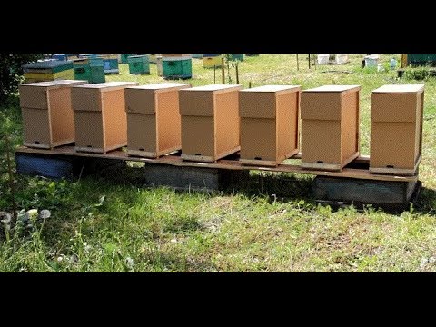 Видео: Пчеловодство.Размножение пчёл - Отводки.Часть №1