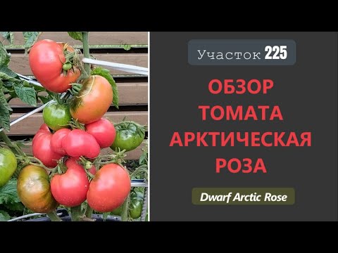 Видео: Томатный гном Арктическая роза. Падает под тяжестью урожая!