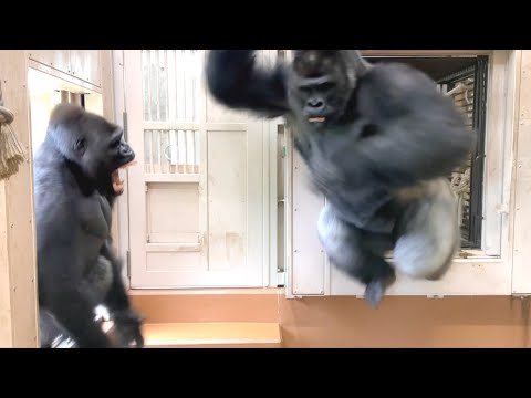 Видео: 💢Сильвербэк в ярости на сына за то, что тот подверг опасности его дочь💢｜Shabani Group