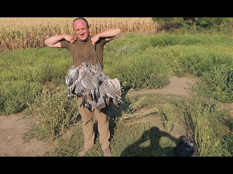 Видео: Охота на голубя. Вечерка на вяхеря.