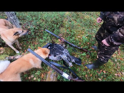 Видео: Охота в октябре на боровую дичь. Собаки взяли зайца без выстрела.